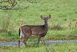 Whitetail Buck Nov 2022